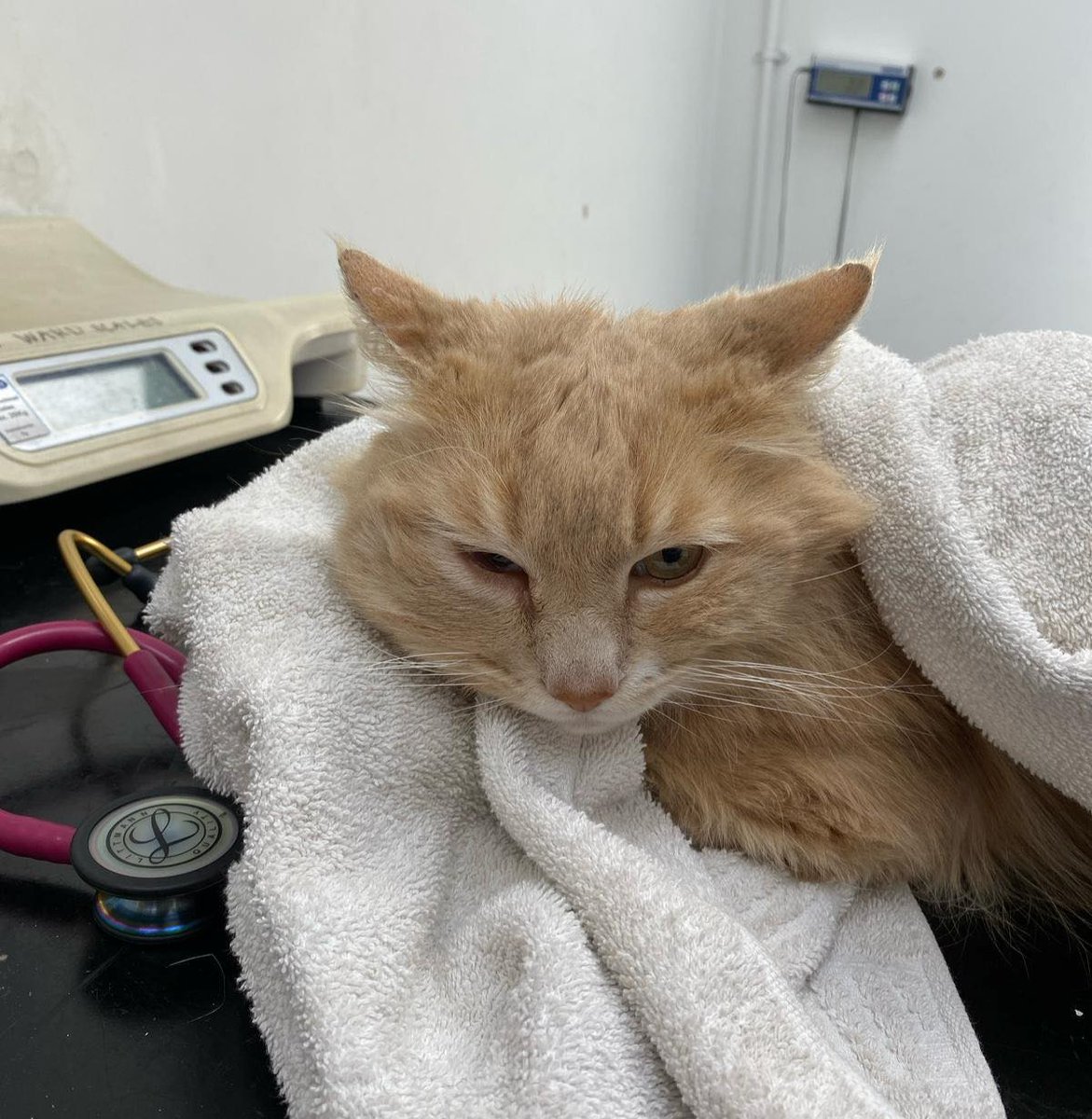 themayhew's tweet image. When Snowflake first arrived, he had an abscess on his face that needed urgent treatment. 😿 He also needed some dental care, but thanks to our clinic team, Snowflake has healed well. If there’s one thing Snowflake is known for, it’s his cuddly nature. 💜
