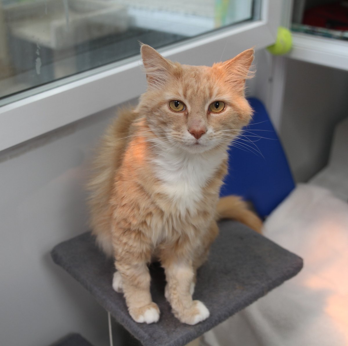 themayhew's tweet image. When Snowflake first arrived, he had an abscess on his face that needed urgent treatment. 😿 He also needed some dental care, but thanks to our clinic team, Snowflake has healed well. If there’s one thing Snowflake is known for, it’s his cuddly nature. 💜