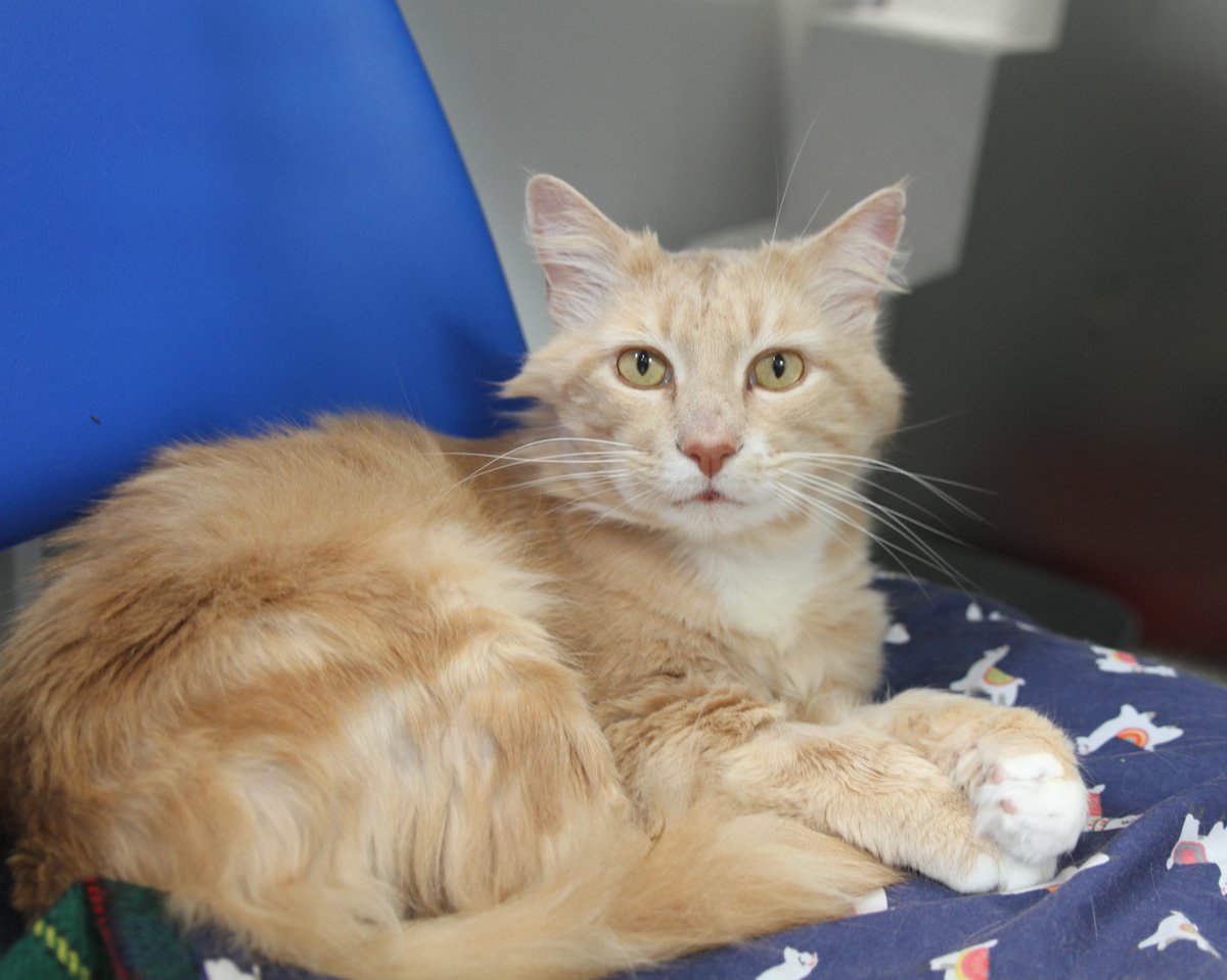 themayhew's tweet image. When Snowflake first arrived, he had an abscess on his face that needed urgent treatment. 😿 He also needed some dental care, but thanks to our clinic team, Snowflake has healed well. If there’s one thing Snowflake is known for, it’s his cuddly nature. 💜