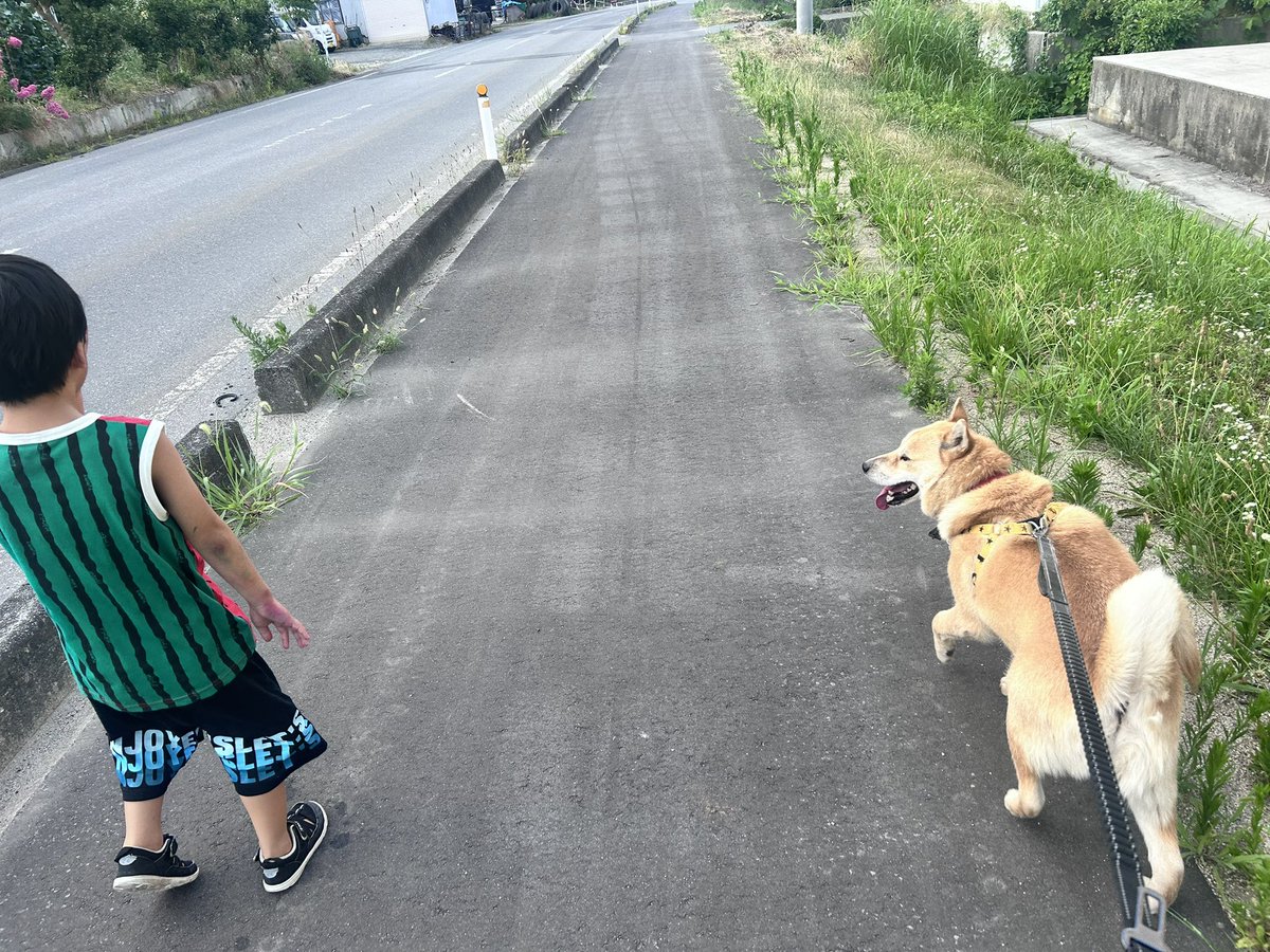 ranchannohero's tweet photo. 嬉しい🥹🩷🩷🩷🩷
今日のお散歩お兄ちゃんと一緒だワン😭😭🩷🩷🩷🩷🩷 https://t.co/EDW1KecreH