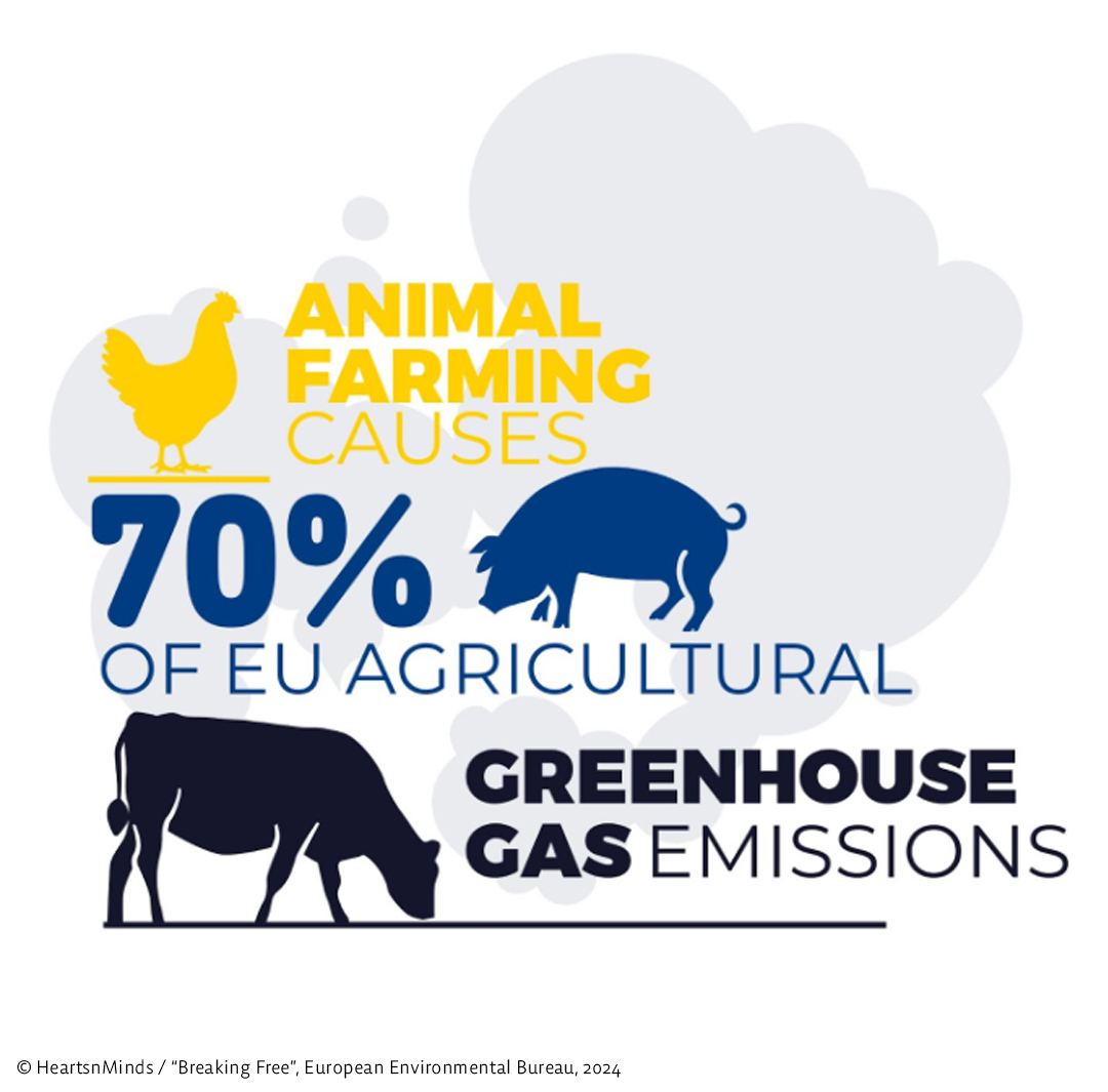 AnimalLawEurope's tweet image. 🚨Animal #agriculture is a significant driver of #climatechange.
📋In the EU, it causes 70% of agri emissions - yet remains one of the least regulated industries.
🔗 Learn more in our Research Note → tinyurl.com/4dm5rzxz