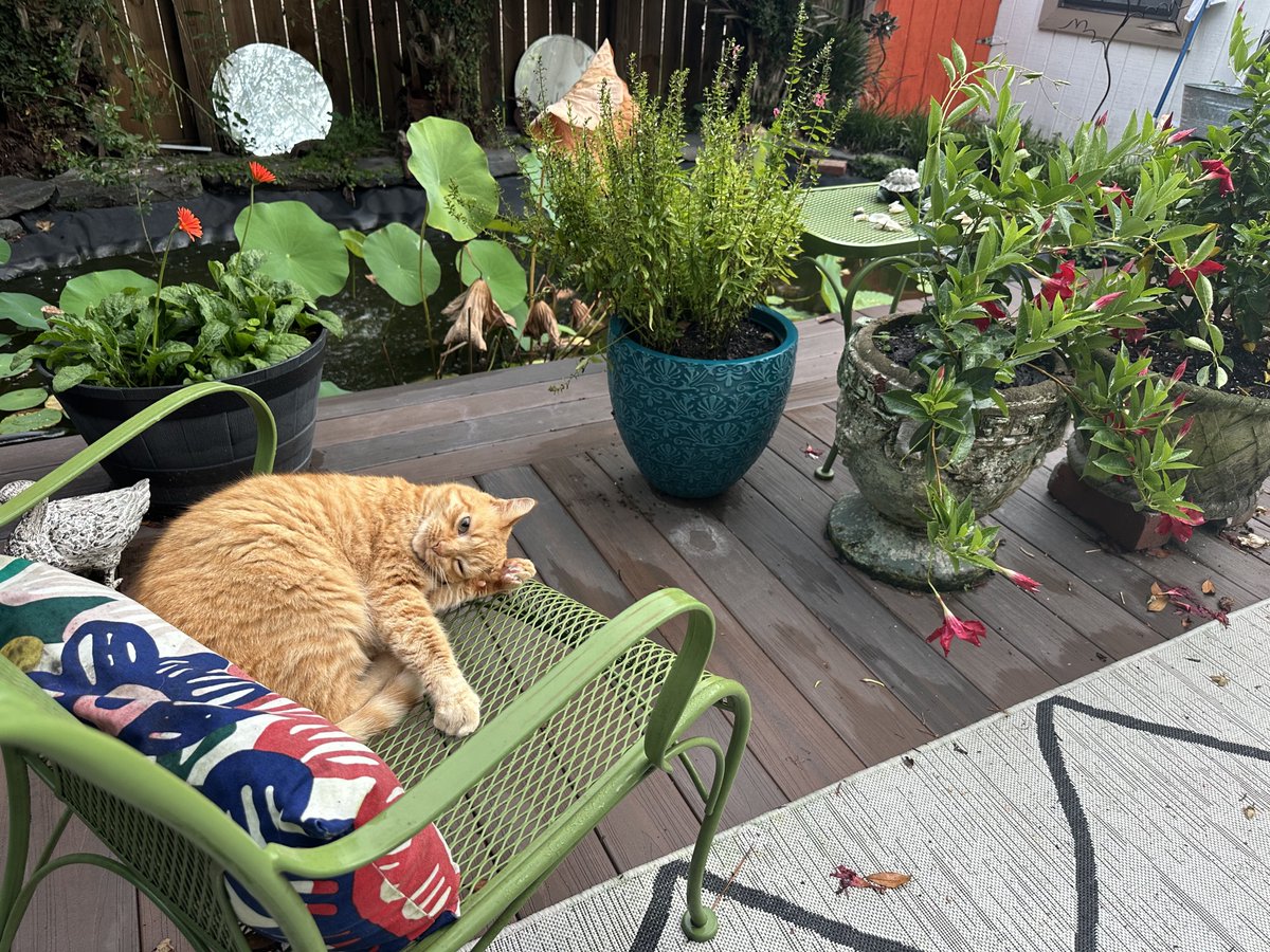 SkinnerPm's tweet image. Remember when MeanCat lost the 2025 election, and the nieces voted Blacky as ‘favorite cat?’
MeanCat is now saying that I orchestrated the greatest crime blah blah blah in some nonsensical plot. Anyway, he’s back on the Iron Throne, and confusing presidential with peevish. Ugh