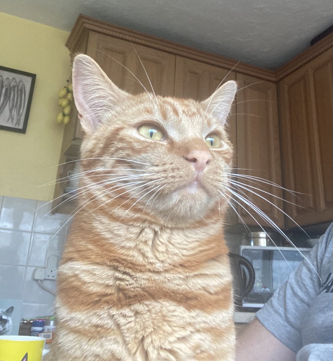 davidsupercat's tweet image. There’s a little thunderstorm ⛈️ rattling through outside, #orangejim and me are watching from the kitchen.