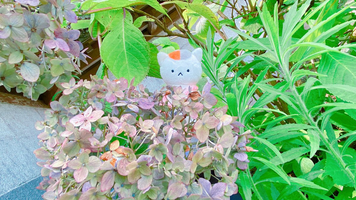 nathu_0701's tweet image. へちゃむくれとおでかけ