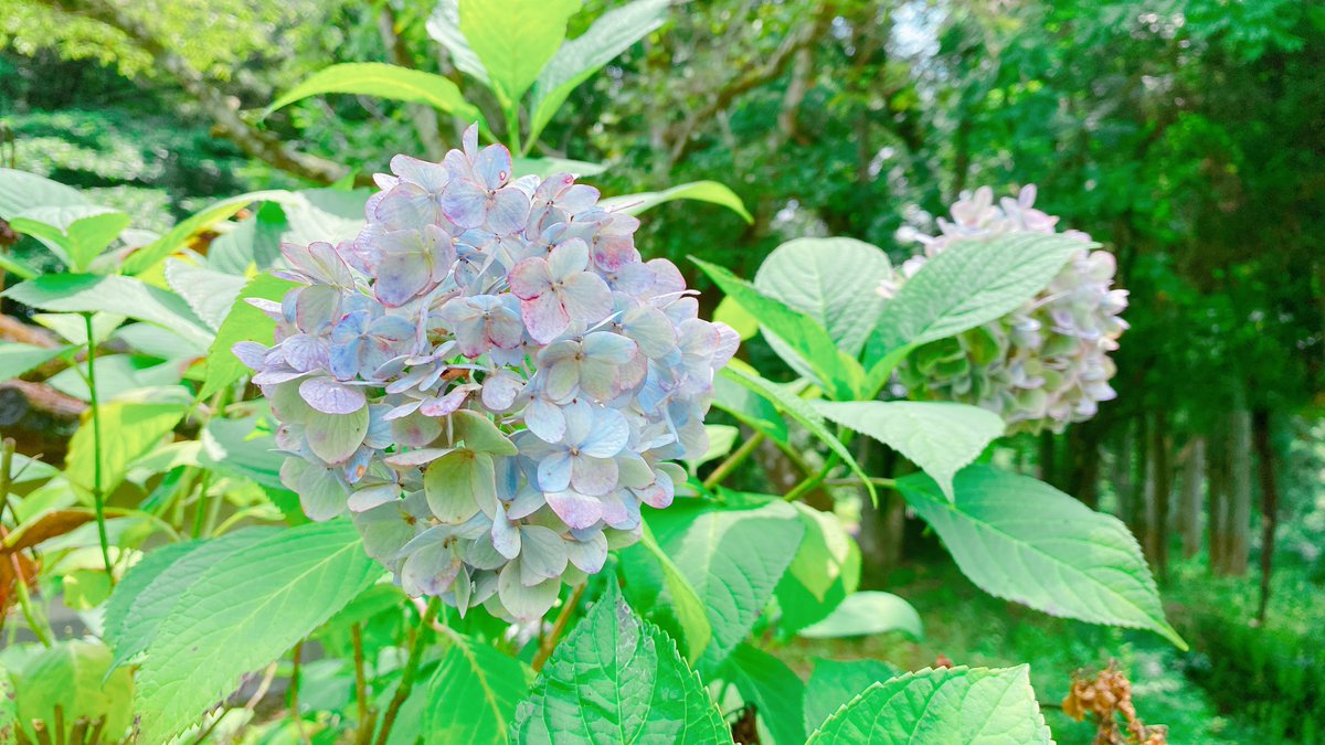 nathu_0701's tweet image. へちゃむくれとおでかけ