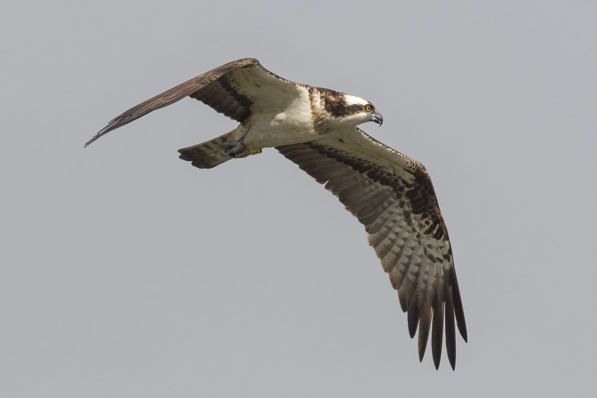 Doce nuevas crías de águila pescadora llegan desde Escocia al Parque Natural Marjal de Pego-Oliva gracias a la <a href="/FundIberdrolaES/">Fundación Iberdrola España</a> junto a la Fundación Migres y Roy Dennis Wildlife Foundation🦅