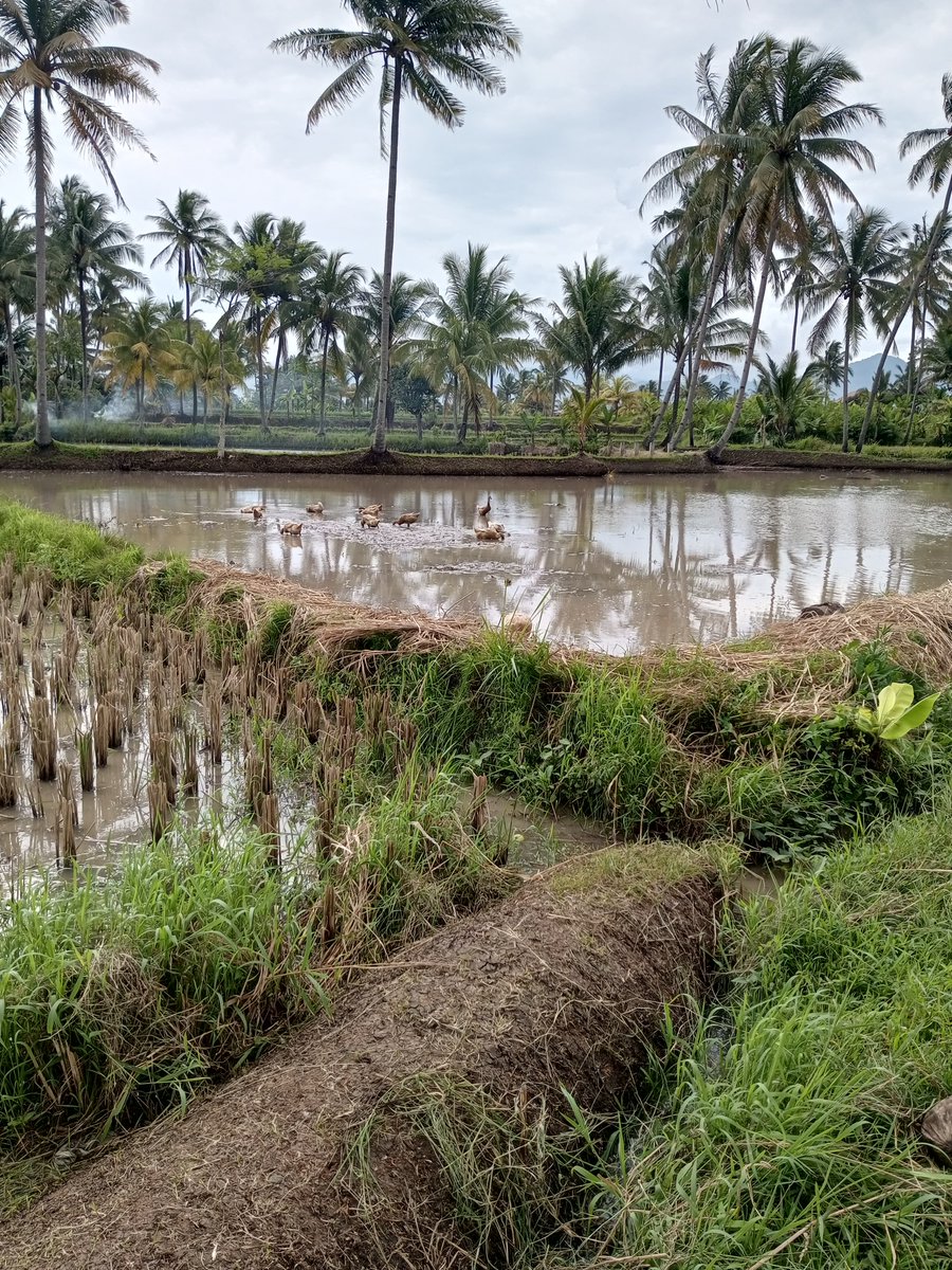 Endah alamna, halimpu suanten nu nyariosna, raos beasna.

Hanjakalna...