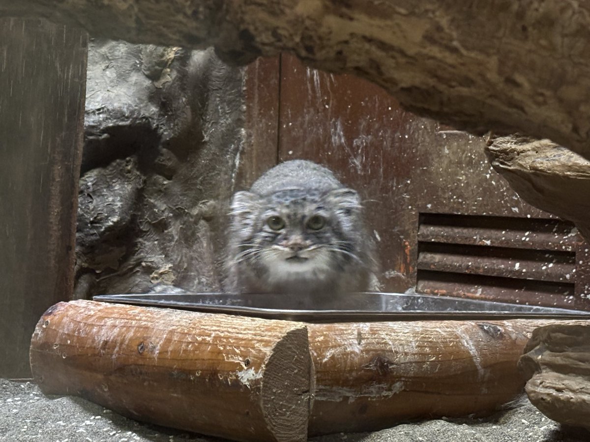 mitaka_doooon's tweet image. 本日のマヌルネコです🐱

目が合いましたね。

#マヌルネコ #サフラン 
#上野動物園