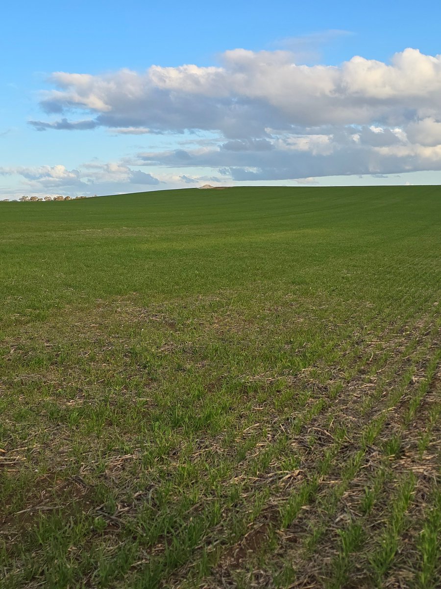 Broden holland tweet media