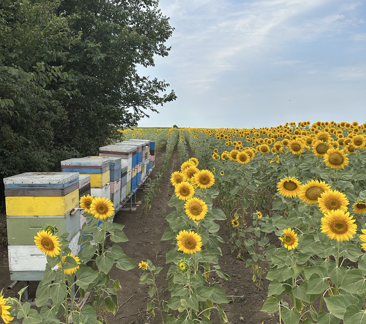 poruciMed's tweet photo. Dragi naši, poručite teglu i med stiže na vašu kućnu adresu.

🍯Cena je nepromenjena - 1.200 din/kg
🚗Isporuka je besplatna

Dajte doprinos malim poljoprivrednicima i ljubiteljima prirode - zapratite nas ili retvitujte. 🐝 Živeli https://t.co/bnRUajEsHH