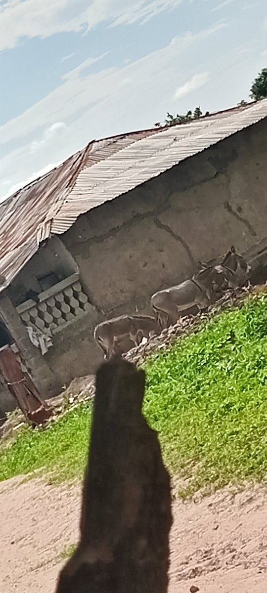 bubacarr81182's tweet photo. "Life in the village 🌾 — simple, peaceful, and close to nature. These donkeys are part of our daily lives, helping us in so many ways. Even though the struggle is real, we keep moving forward with strength and hope. 💪🏾 #VillageLife #Nature #HardWork #RuralLiving #HopeForBetter https://t.co/axrc58pnJy