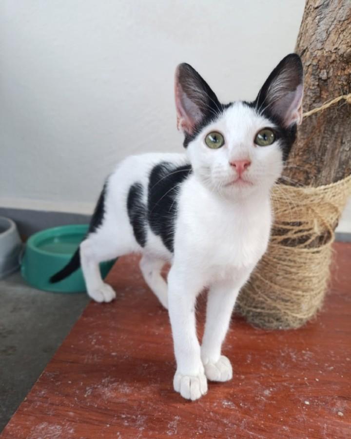 ZafiroProte's tweet image. 🩵 CHESS EN ADOPCIÓN 🩵
¿Quién puede resistirse a esta pequeña obra de arte en blanco y negro?
Chess es un gatito que parece sacado de un cuento, con su elegante esmoquín natural que lo hace parecer todo un caballerito🎭
🐾 Chess
🎂 4 meses
📍 Murcia
✈️ Puede viajar
