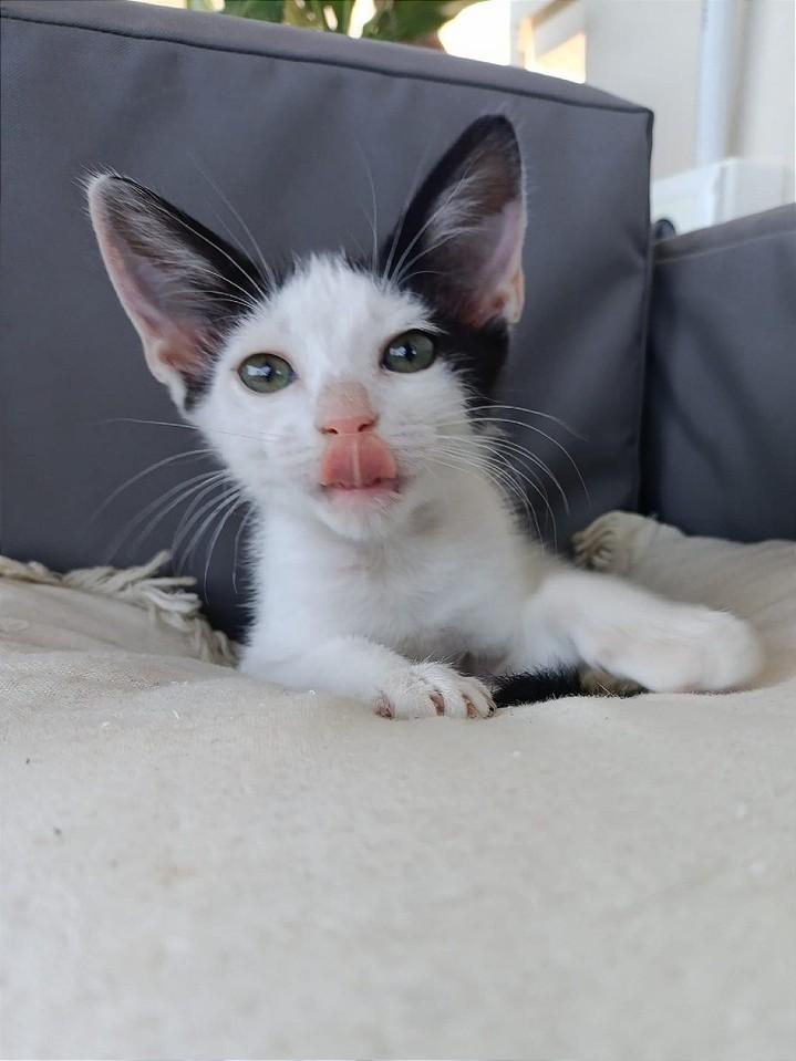 ZafiroProte's tweet image. 🩵 CHESS EN ADOPCIÓN 🩵
¿Quién puede resistirse a esta pequeña obra de arte en blanco y negro?
Chess es un gatito que parece sacado de un cuento, con su elegante esmoquín natural que lo hace parecer todo un caballerito🎭
🐾 Chess
🎂 4 meses
📍 Murcia
✈️ Puede viajar