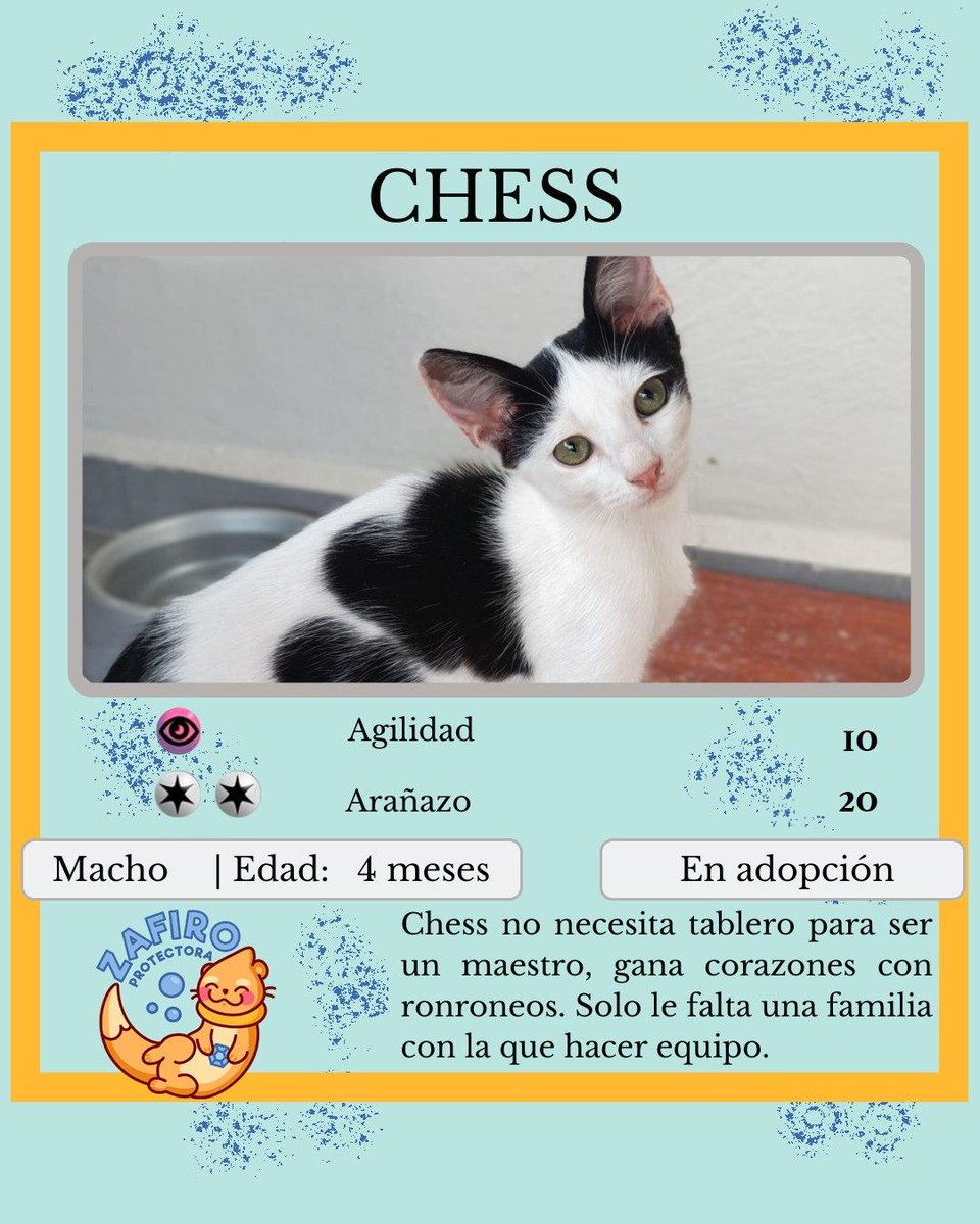 ZafiroProte's tweet image. 🩵 CHESS EN ADOPCIÓN 🩵
¿Quién puede resistirse a esta pequeña obra de arte en blanco y negro?
Chess es un gatito que parece sacado de un cuento, con su elegante esmoquín natural que lo hace parecer todo un caballerito🎭
🐾 Chess
🎂 4 meses
📍 Murcia
✈️ Puede viajar