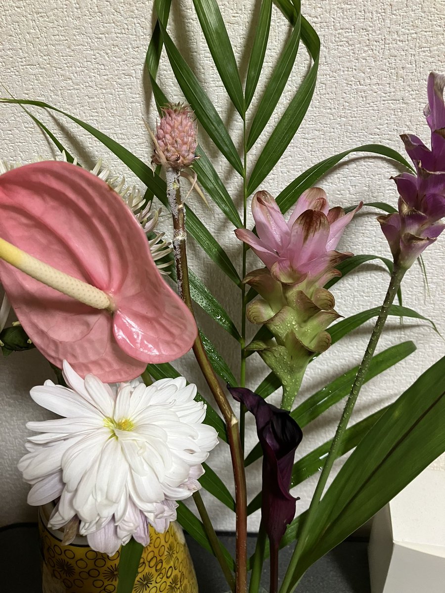 zMo1gPBoPYj5hLI's tweet image. 暑いからトロピカルなお花が気になる🔥
夏と言えば向日葵だけど私は向日葵より南国系の浮かれてる花々が好き🌺🎶
今年は初めて豆サイズのパイナップル🍍しかもピンク🩷
これ可愛すぎるでしょ😂✨