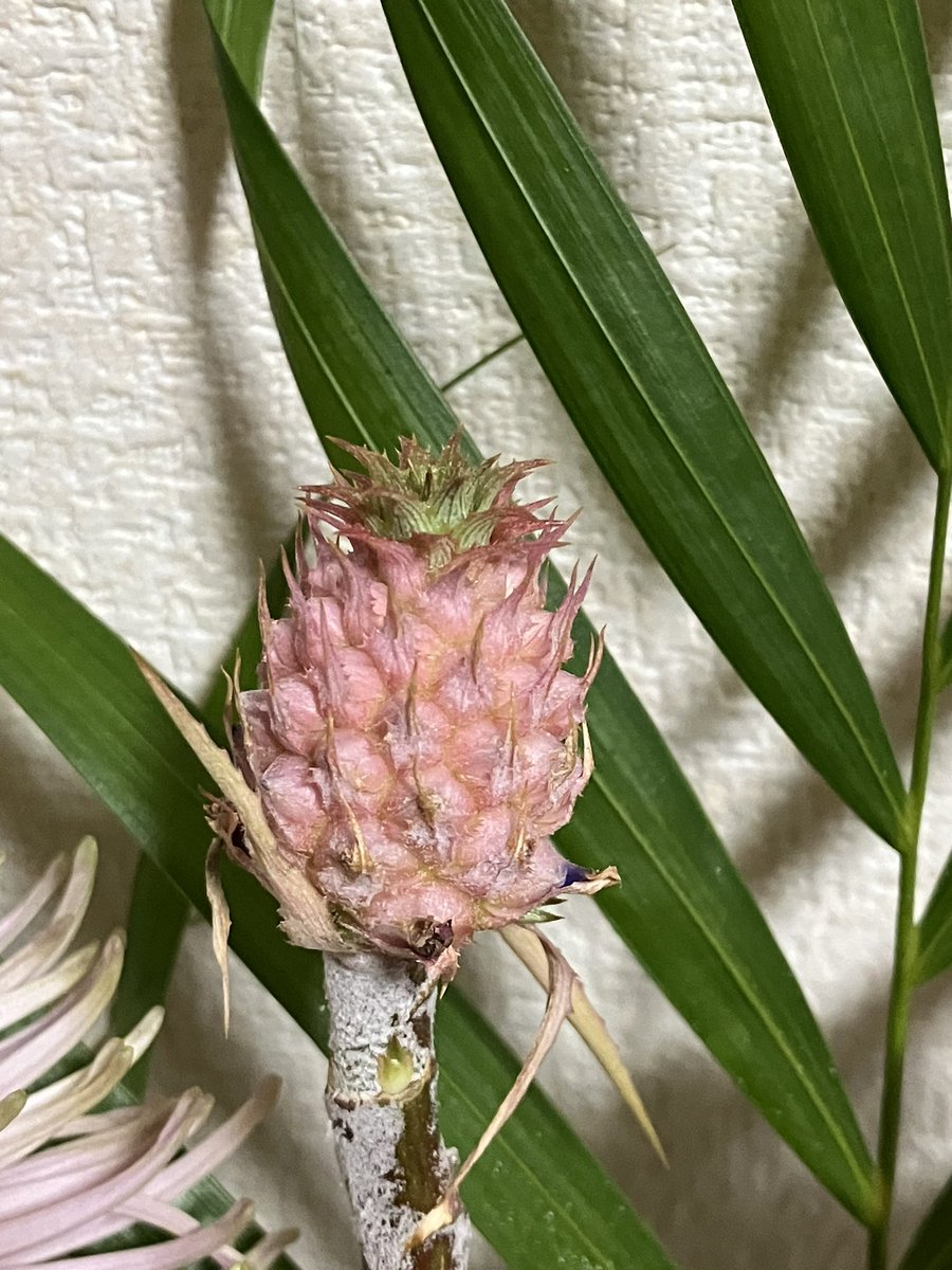 zMo1gPBoPYj5hLI's tweet image. 暑いからトロピカルなお花が気になる🔥
夏と言えば向日葵だけど私は向日葵より南国系の浮かれてる花々が好き🌺🎶
今年は初めて豆サイズのパイナップル🍍しかもピンク🩷
これ可愛すぎるでしょ😂✨