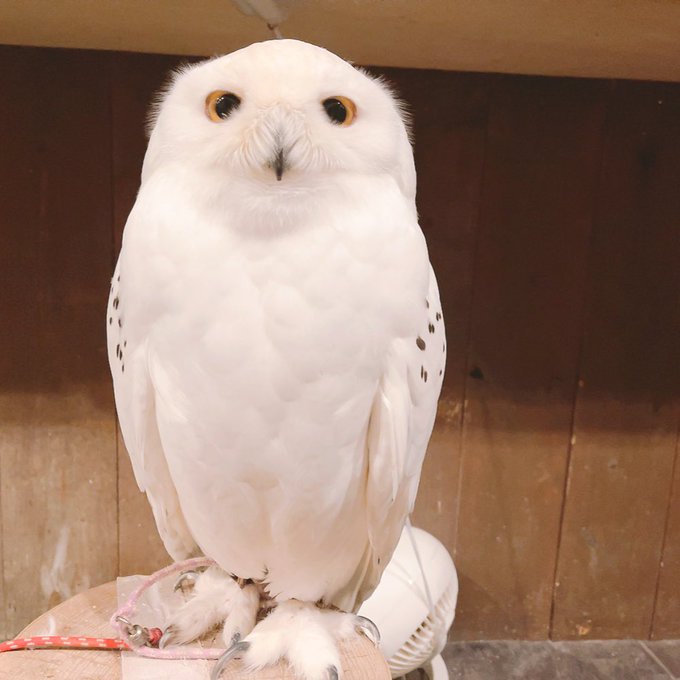  ふくろうの里 Owl Village