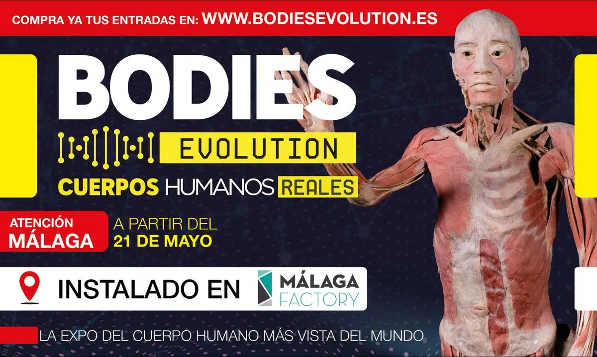 turismodemalaga's tweet image. No te pierdas Bodies Evolution al Centro Comercial Málaga Factory del Parque Málaga Nostrum.    

🙌🏼 Una exposición que detalla el funcionamiento de los sistemas: nervioso, muscular, óseo, circulatorio, digestivo, reproductivo y respiratorio.

ℹ️ Más info: visita.malaga.eu/es/que-ver-y-h…