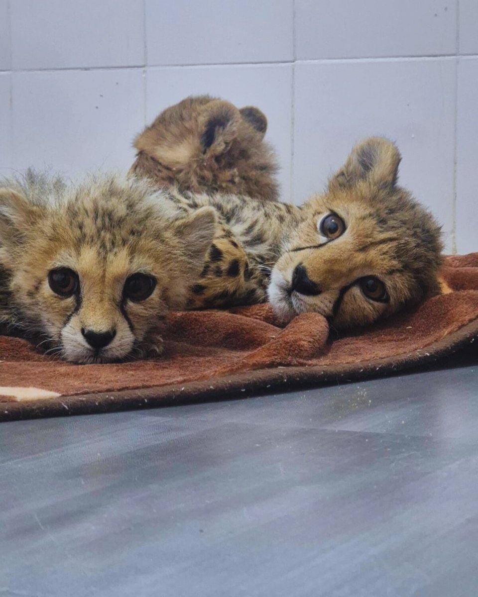 CCFCheetahUK's tweet image. Heard of Taylor Swift? Not the pop star, meet our newest cub, named in her honour.
In mid-April, Taylor Swift arrived at CCF under traumatic circumstances. She was highly defensive, avoiding all contact and needing quiet, gentle care to adjust. Her companion, Khalid, is more…