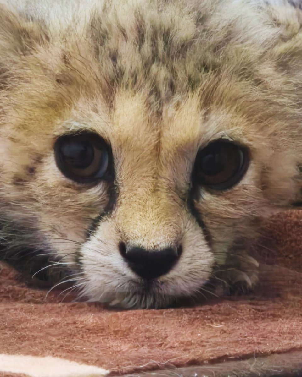 CCFCheetahUK's tweet image. Heard of Taylor Swift? Not the pop star, meet our newest cub, named in her honour.
In mid-April, Taylor Swift arrived at CCF under traumatic circumstances. She was highly defensive, avoiding all contact and needing quiet, gentle care to adjust. Her companion, Khalid, is more…