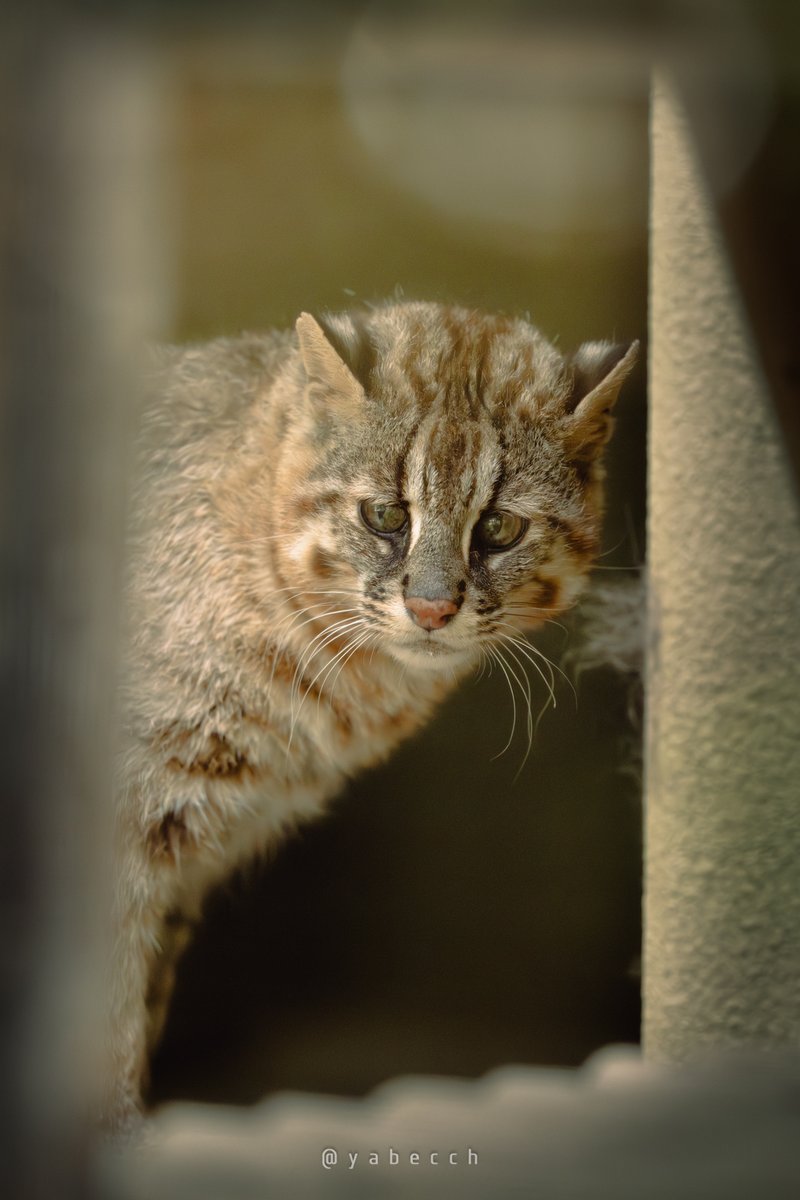 yabecch's tweet image. 見返り翁。
(2025.07.13)
京都市動物園
キイチ