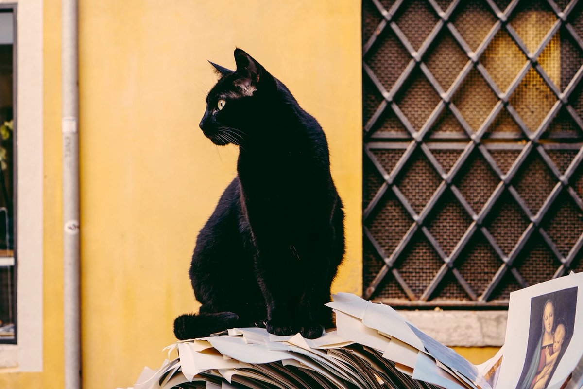 An update about The Community Cat Magazine 💛
