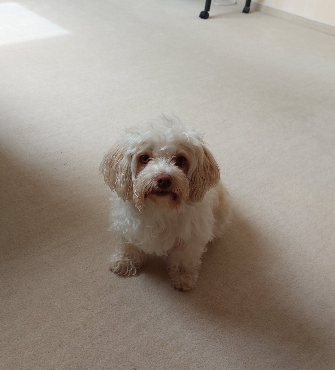 wahlstedt007's tweet image. Trixie and I are alone today. Right now, she's sitting in front of me and staring at me馃グ