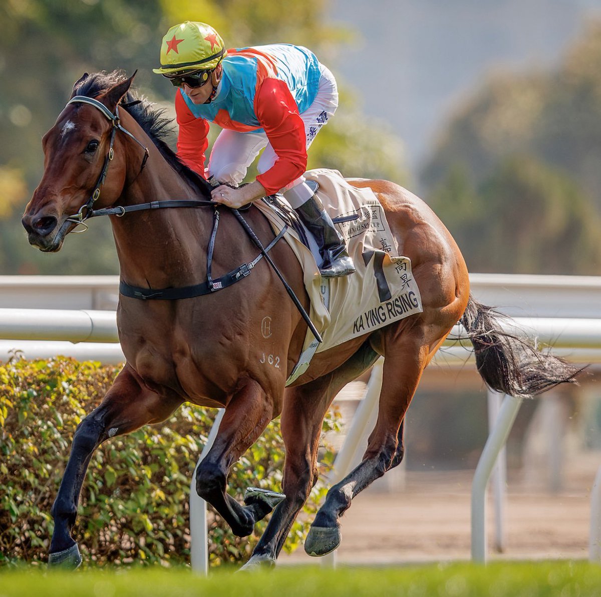 SuscripciónHipica (@suscripcion01) on Twitter photo #Los 10 mejores purasangres del mundo en 2025
1⃣. 🇭🇰 Ka Ying Rising
2⃣. 🇭🇰 Romantic Warrior
3⃣. 🇦🇺 Via Sistina
4⃣. 🇺🇸 Journalism
5⃣. 🇬🇧 Field Of Gold
6⃣. 🇫🇷 Calandagan
7⃣. 🇭🇰 Voyage Bubble
8⃣. 🇬🇧 Rebel's Romance
9⃣. 🇯🇵 Forever Young
🔟🇺🇸 Sovereignty.<a href="/suscripcion01/">SuscripciónHipica</a> #Los 10 mejores purasangres del mundo en 2025
1⃣. 🇭🇰 Ka Ying Rising
2⃣. 🇭🇰 Romantic Warrior
3⃣. 🇦🇺 Via Sistina
4⃣. 🇺🇸 Journalism
5⃣. 🇬🇧 Field Of Gold
6⃣. 🇫🇷 Calandagan
7⃣. 🇭🇰 Voyage Bubble
8⃣. 🇬🇧 Rebel's Romance
9⃣. 🇯🇵 Forever Young
🔟🇺🇸 Sovereignty.<a href="/suscripcion01/">SuscripciónHipica</a>