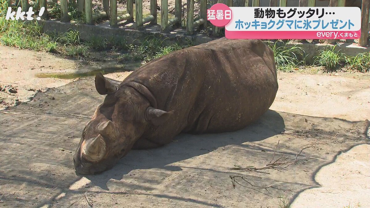 livedoornews's tweet image. 【厳しい暑さ】最高気温36.5℃! 猛暑日の動物園、動物たちがぐったり
news.livedoor.com/article/detail…
23日は熊本県山鹿市と菊池市で最高気温36.5℃を観測するなど猛暑日となった。この暑さに熊本市動植物園の動物はぐったり。ホッキョクグマにはスイカが入った氷がプレゼントされた。