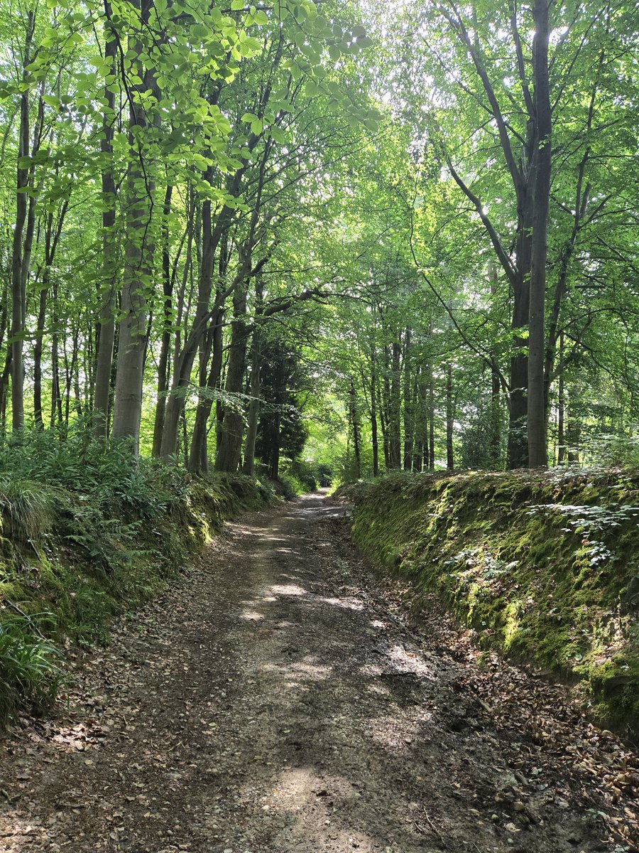 CllrJRussell46's tweet image. A walk to Ashurst Wood this morning very quiet on the bird front but I did capture an Eurasian Nuthatch, Common Wood Pigeon, Common Redstart, Chiffchaff and Robin @AboutEG