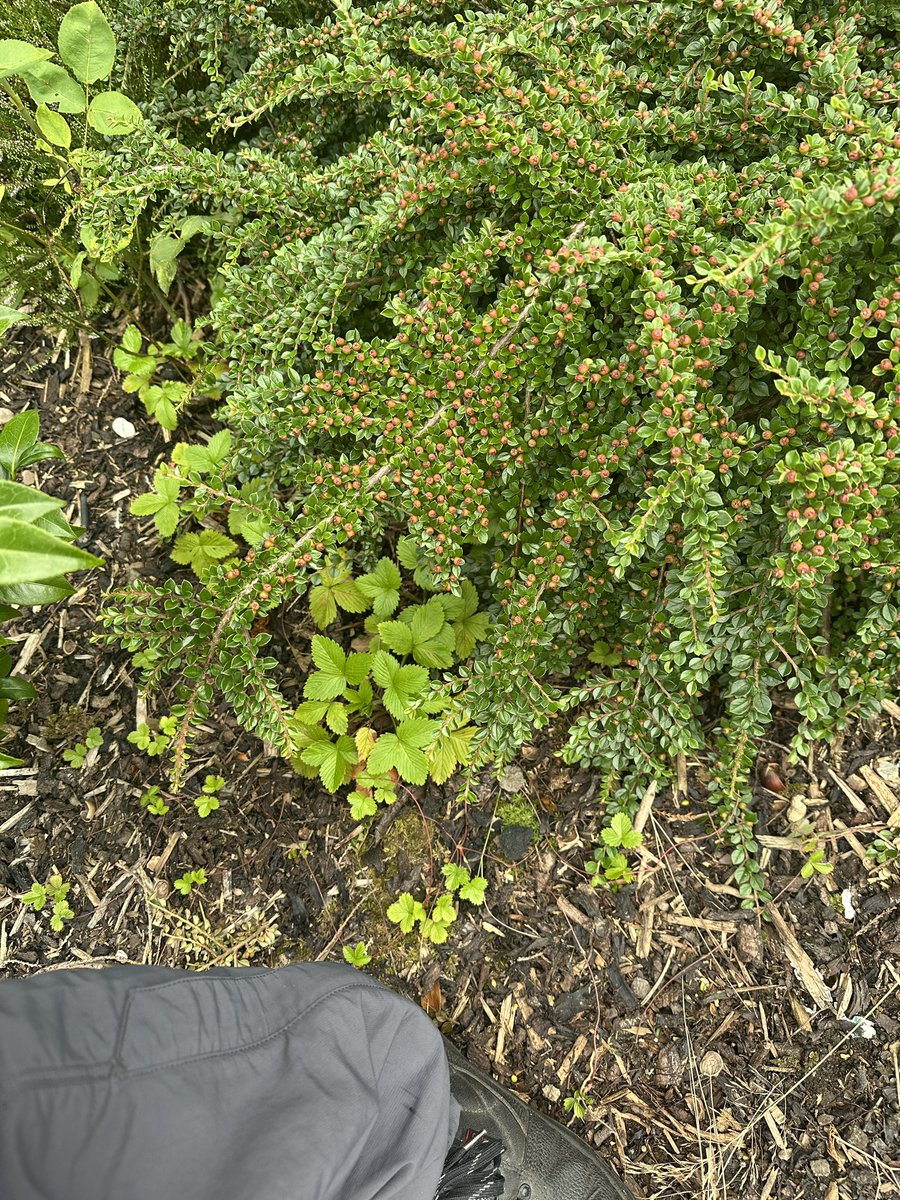 oztrazine's tweet image. #squirrelscrolling Squint checks in. Moving a good bit better today. Also Kirk’s wild strawberries are spreading and I found a peanut sprout so I’m gonna pot it and keep it mega safe till I see green 🙏🐿️ squirrels are good tree planters.