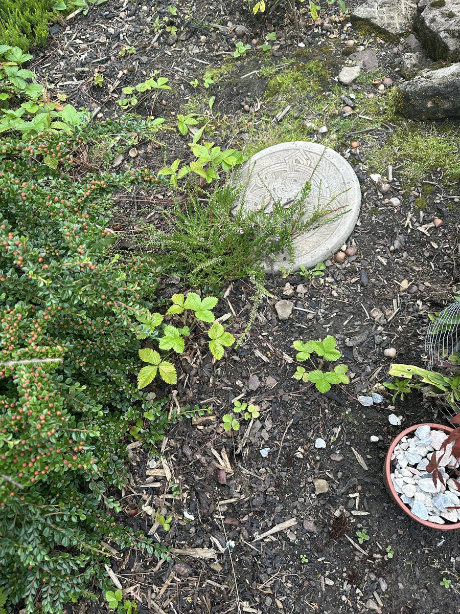 oztrazine's tweet image. #squirrelscrolling Squint checks in. Moving a good bit better today. Also Kirk’s wild strawberries are spreading and I found a peanut sprout so I’m gonna pot it and keep it mega safe till I see green 🙏🐿️ squirrels are good tree planters.
