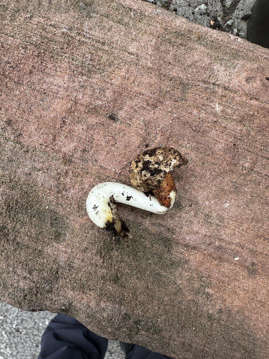 oztrazine's tweet image. #squirrelscrolling Squint checks in. Moving a good bit better today. Also Kirk’s wild strawberries are spreading and I found a peanut sprout so I’m gonna pot it and keep it mega safe till I see green 🙏🐿️ squirrels are good tree planters.