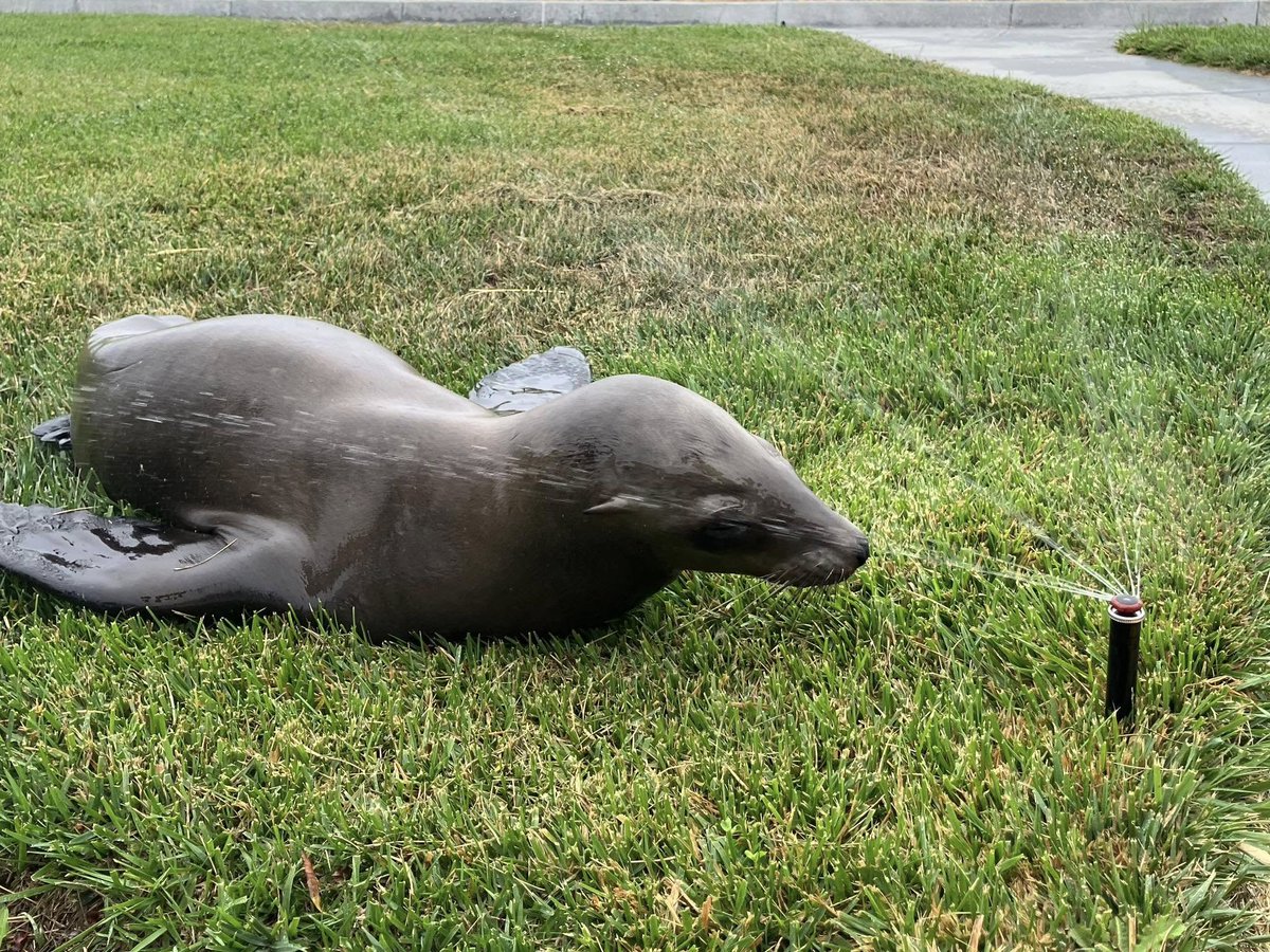 KMPHFOX26's tweet image. A sea lion, named "Pointer," was rescued after it was found wandering on a road in San Rafael on Saturday.
MORE: bit.ly/4f2Vrjz
(Photo: San Rafael Police Department)
