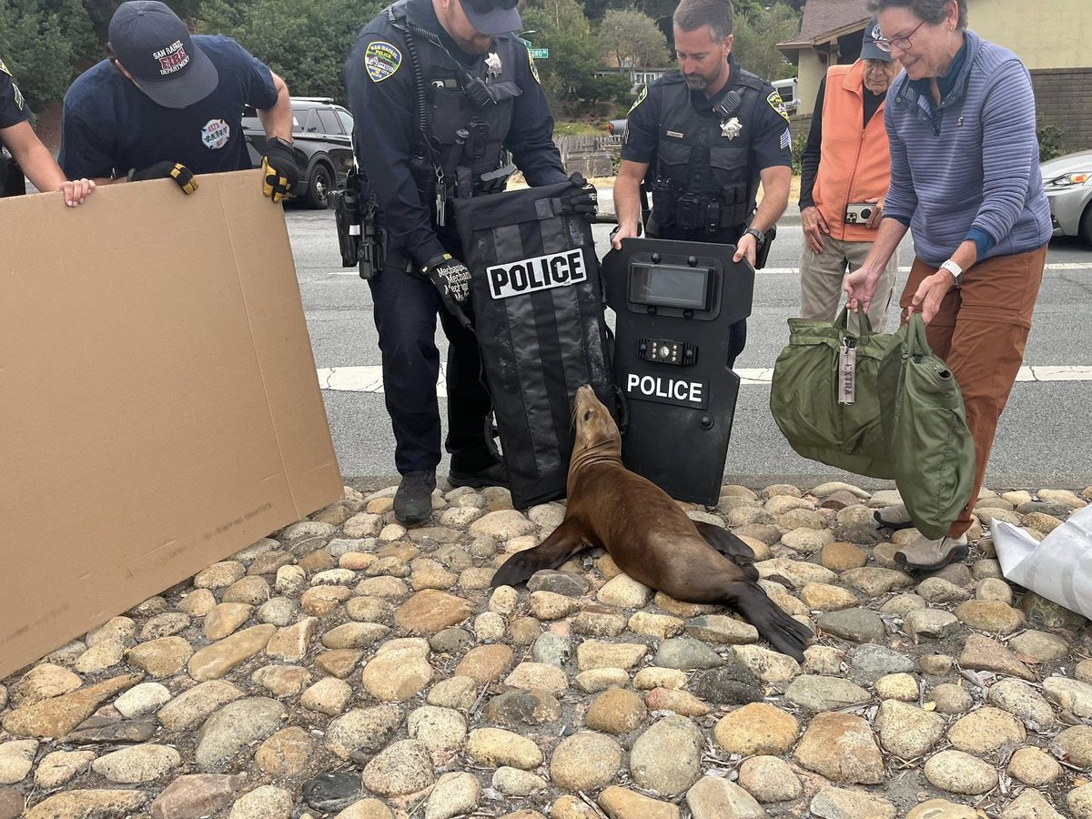 KMPHFOX26's tweet image. A sea lion, named "Pointer," was rescued after it was found wandering on a road in San Rafael on Saturday.
MORE: bit.ly/4f2Vrjz
(Photo: San Rafael Police Department)