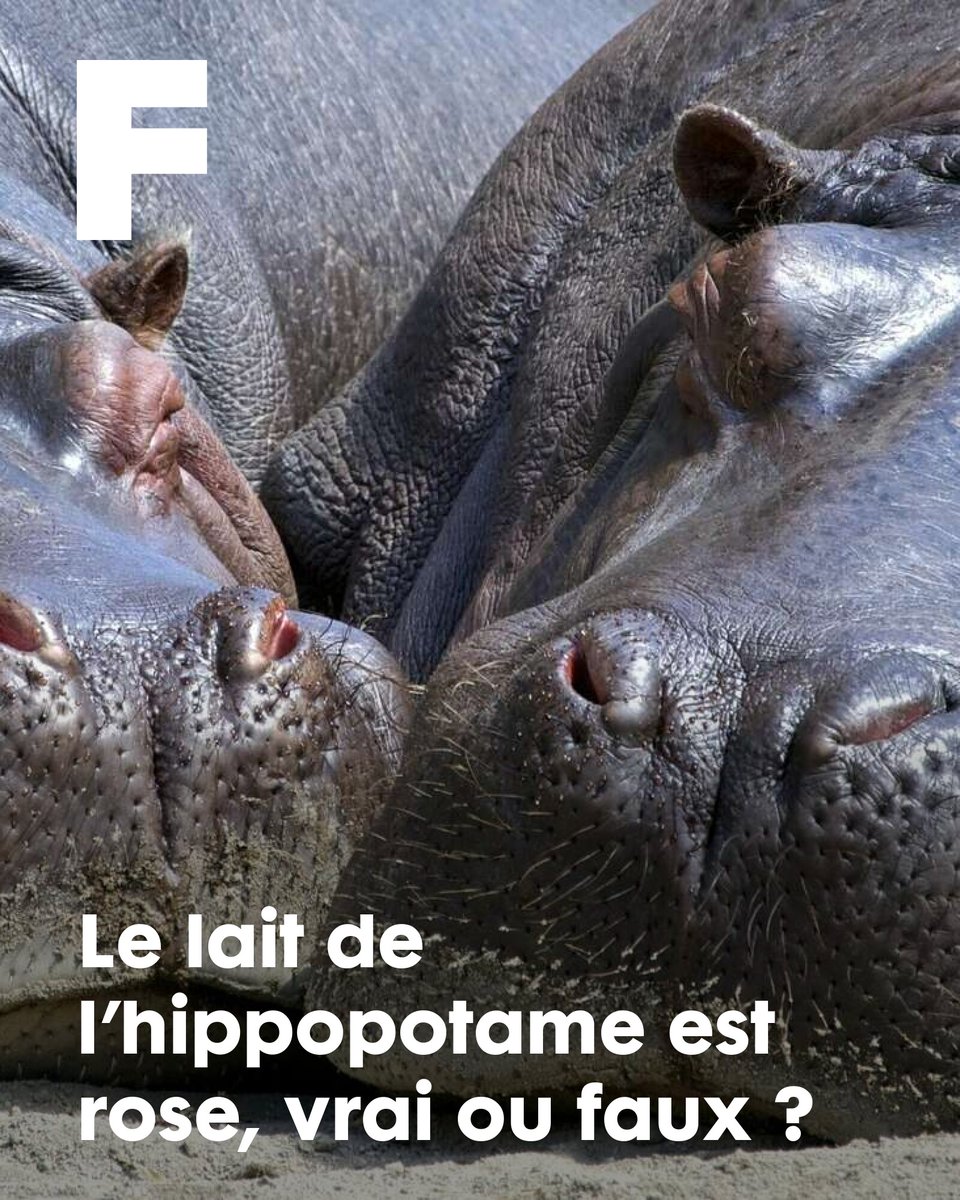 futurasciences's tweet image. Le lait de l’hippopotame est rose, vrai ou faux ?
➡️ l.futura-sciences.com/yEq