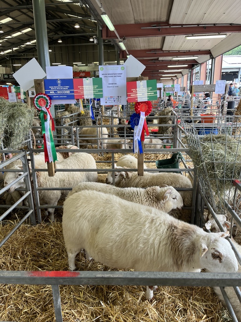 ChtyCommission's tweet image. Rydyn ni wedi cael amser bendigedig yn Sioe Frenhinol Cymru gan gysylltu â llawer o elusennau ysbrydoledig sy'n gwneud gwaith anhygoel yn eu cymunedau. Diolch yn fawr i @cavoceredigion, PAVO a @wcvacymru am eu cymorth 👏