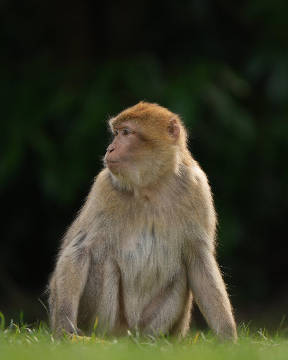 Trentham Monkey Forest (@monkey_forest) on Twitter photo "Barbary macaques are still in trouble. Stronger protection from the threat of poaching, climate change, and habitat loss is essential - if this π«ππ¦ππ«π€πππ₯π π¬π©πππ’ππ¬ is to stand a chance."
- π²ππ π£πΊπππ½ π πππΎππ»ππππππ "Barbary macaques are still in trouble. Stronger protection from the threat of poaching, climate change, and habitat loss is essential - if this π«ππ¦ππ«π€πππ₯π π¬π©πππ’ππ¬ is to stand a chance."
- π²ππ π£πΊπππ½ π πππΎππ»ππππππ