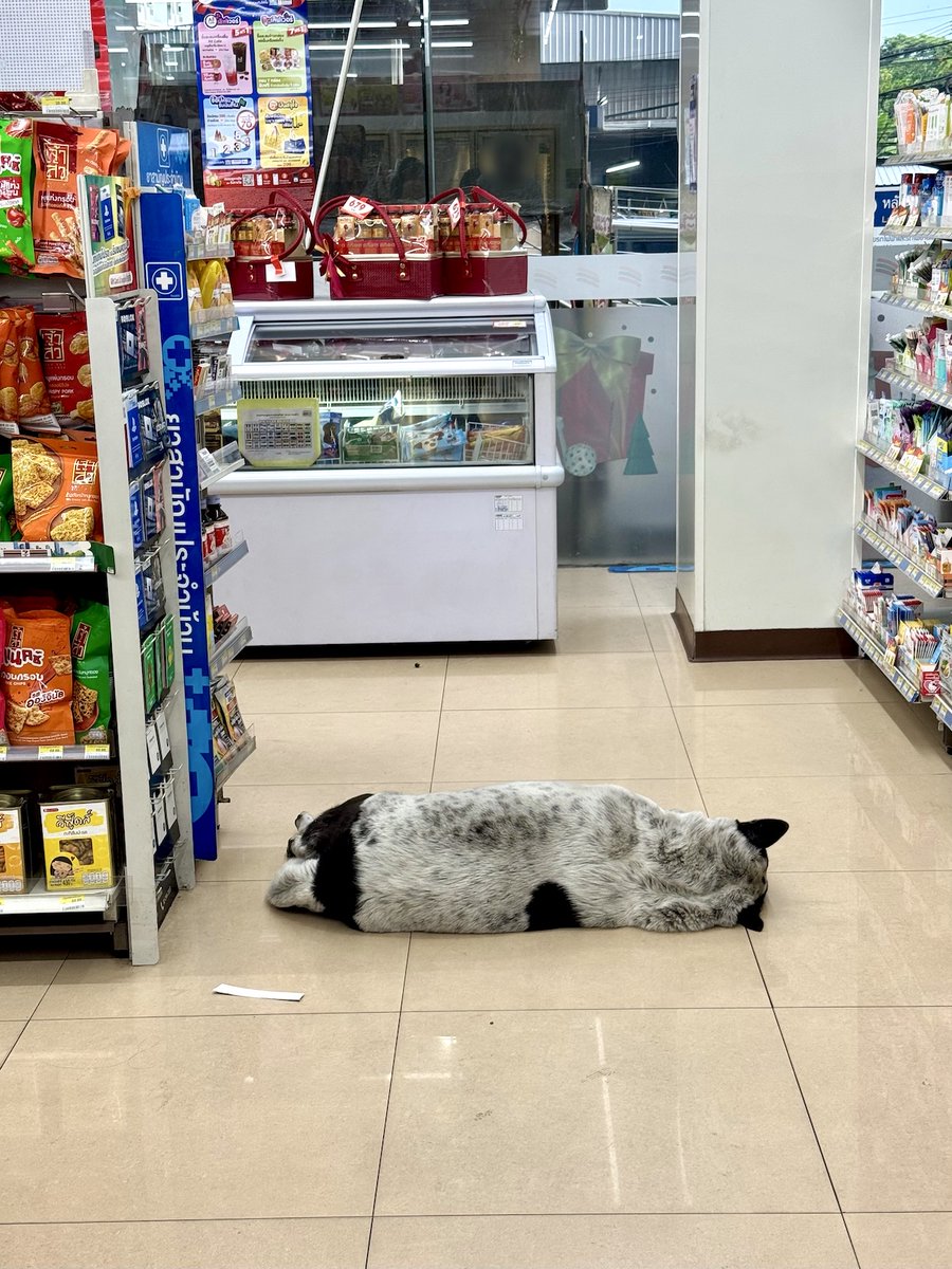 fandee's tweet image. セブン犬が 店内で寝ている！

＞ たたかう
     にげる
     ともだちになる