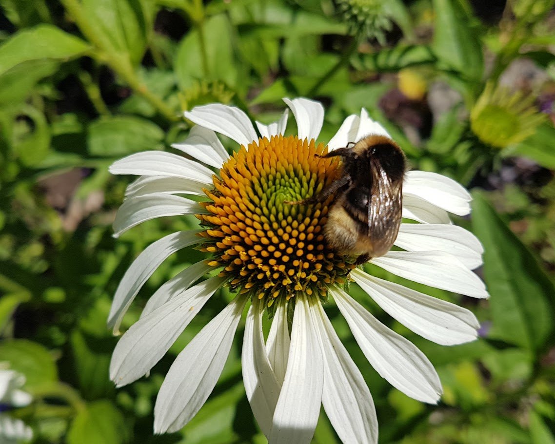 RikeWaldfee's tweet image. Hummel auf weißem Sonnenhut (Echinacea).
Leider ist sie ein wenig unscharf.