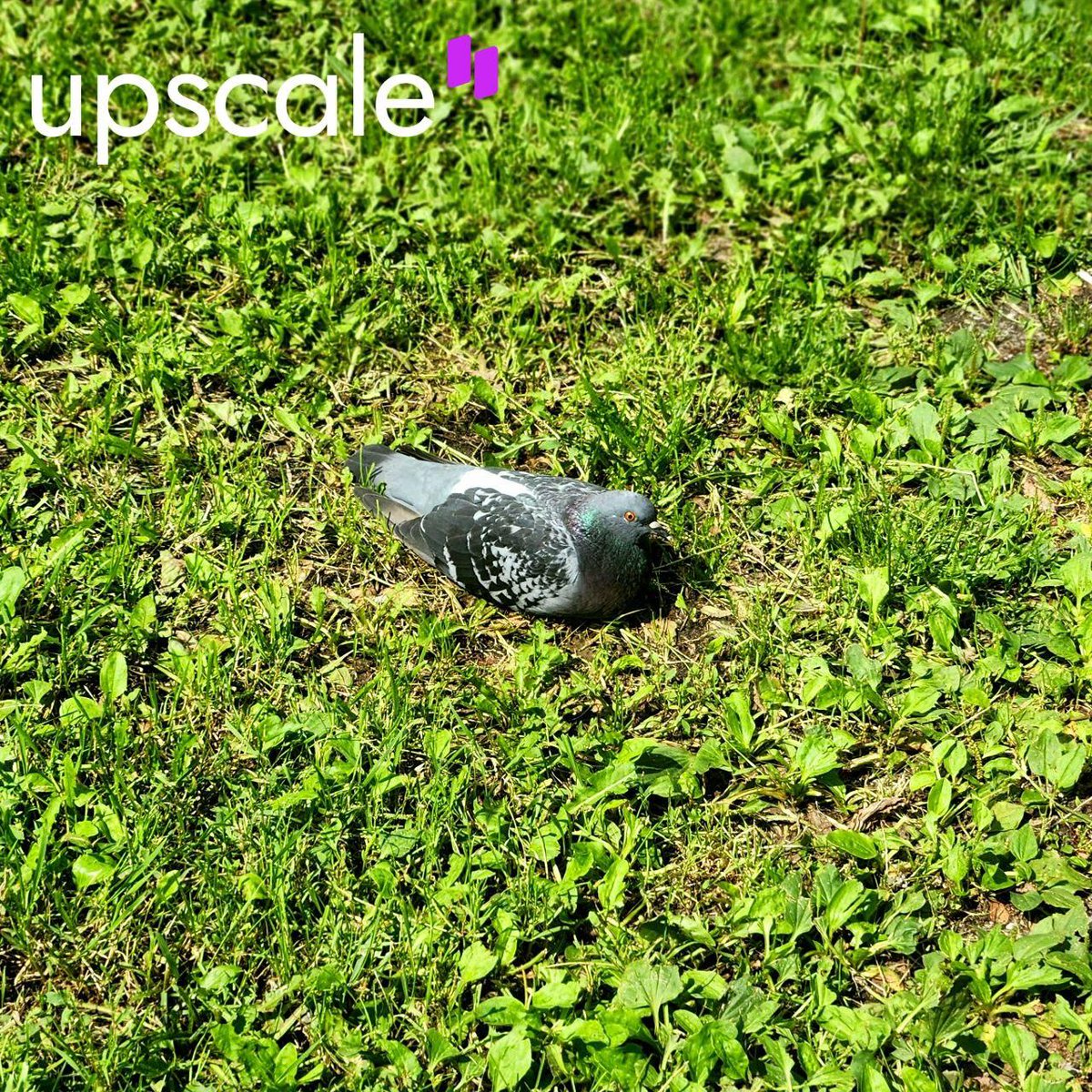 UpscaleTrade's tweet image. ๐ฑ GM, traders!
Feeling like this pigeon today โ chilling on some green and dreaming of more green ๐ต
