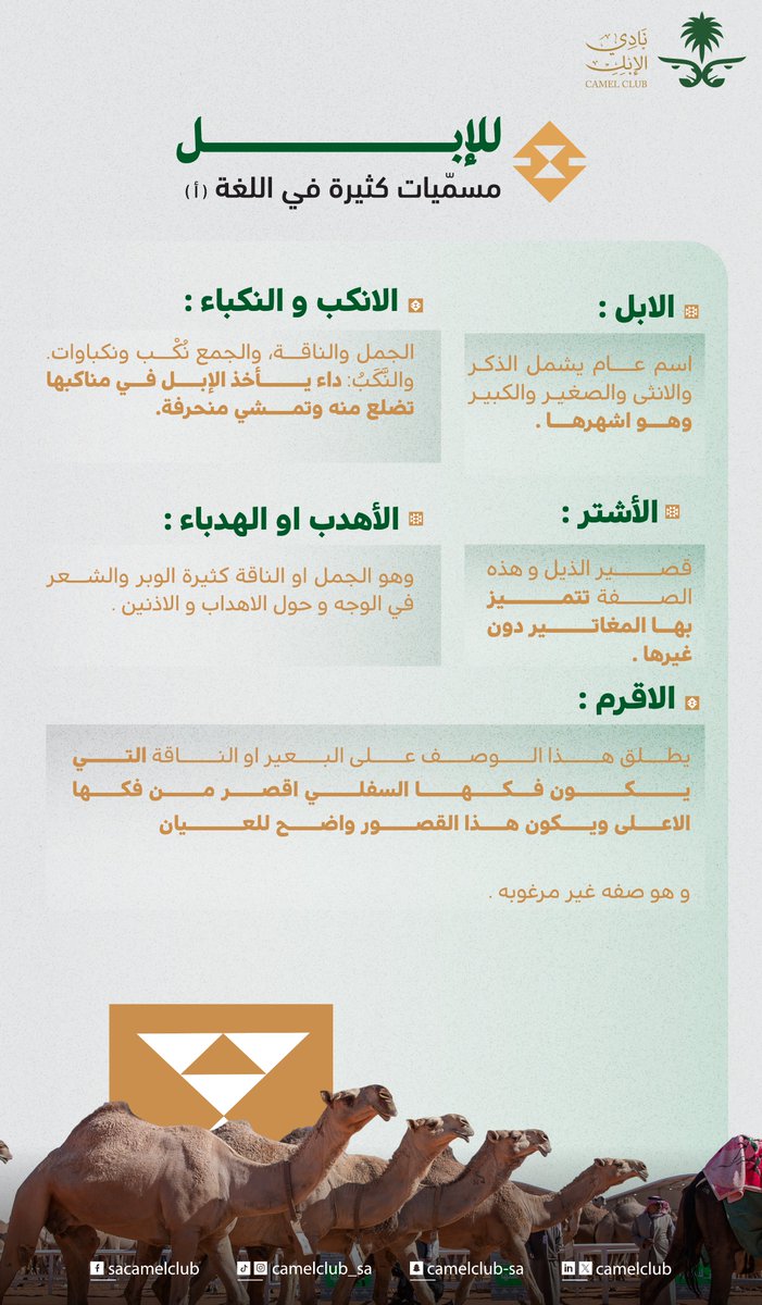 CamelClub's tweet image. مفردات لُغتنا كثيرة وللإبل نصيب منها🌟🐪
بعض من #مسميات_الإبل بحرف &quot;الألف&quot;

#نادي_الإبل&quot;