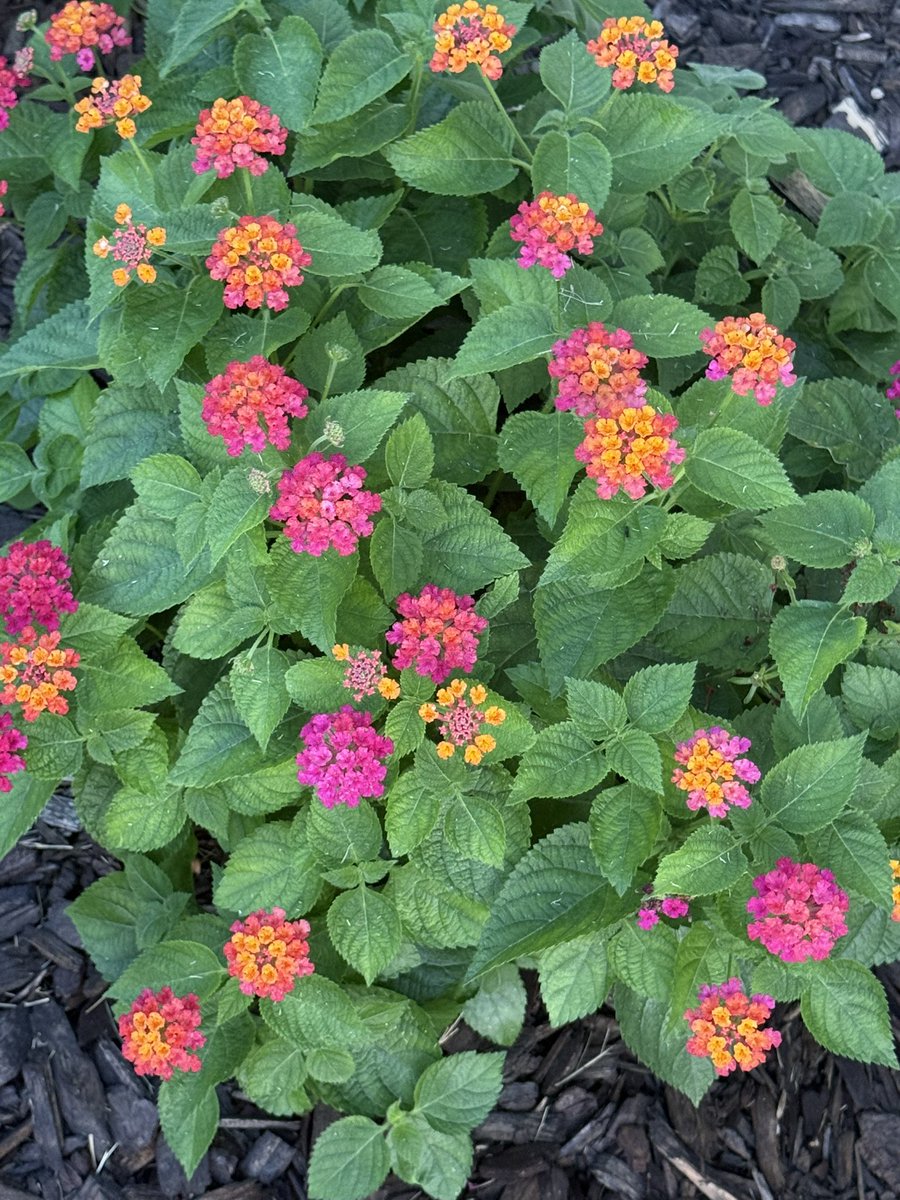 BostederCarla's tweet image. Good morning!
Flowers from my backyard to cheer you.
Have a magnificent day!
#WednesdayMotivation #MorningVibes