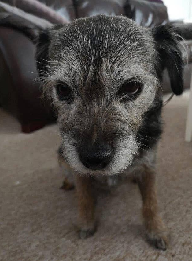 BestinDogs's tweet image. "This is my 16 year old girl and I just wanted you to see her ❤️"
16 years of unconditional love and loyalty. Congratulations! 💖👏
