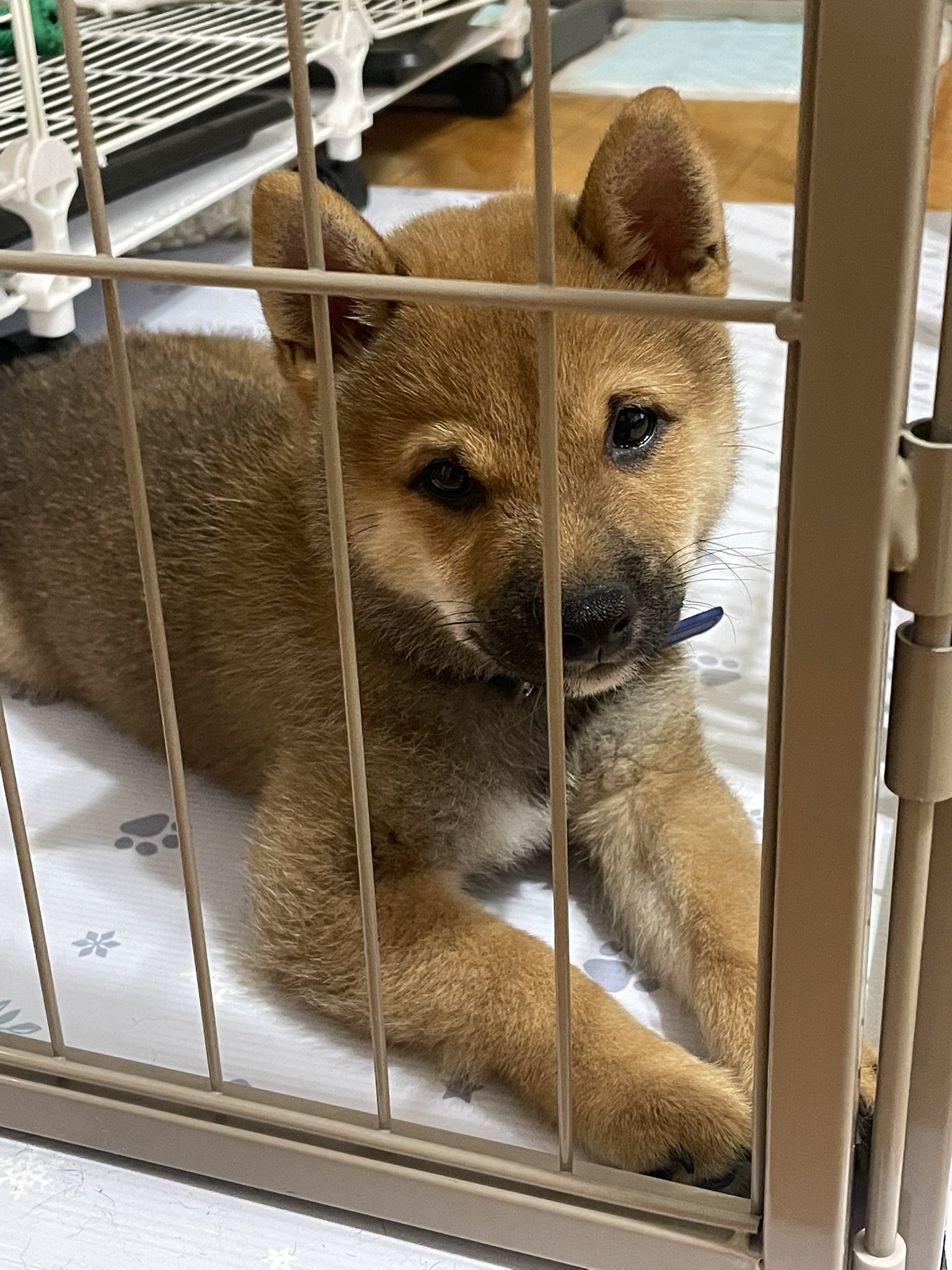 ᵕ̈ GENE犬 KLONINER/キロナイナー 小型犬ゴーグル シグネチャー・ゴーグル