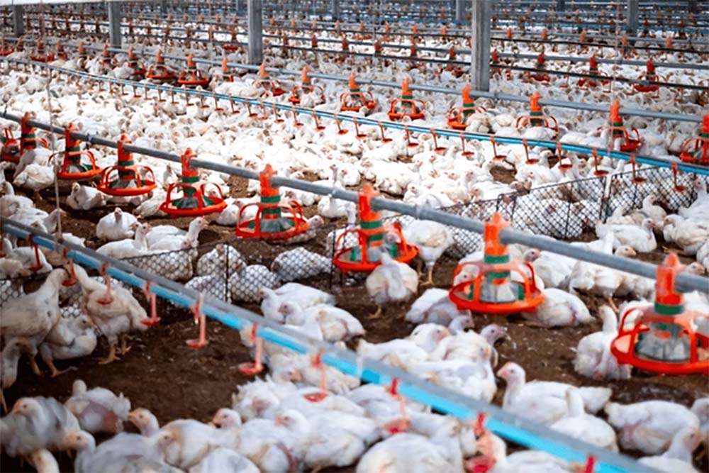 MpKazo2026's tweet image. NEMA boss @ABarirega speaks out on clash with poultry farmer
Akankwasa: “What is taking place is normal enforcement because NEMA has asked Nkalubo to make good of what he has done. It is the responsibility of the farmer to have a clean and healthy environment. On our part, it is…