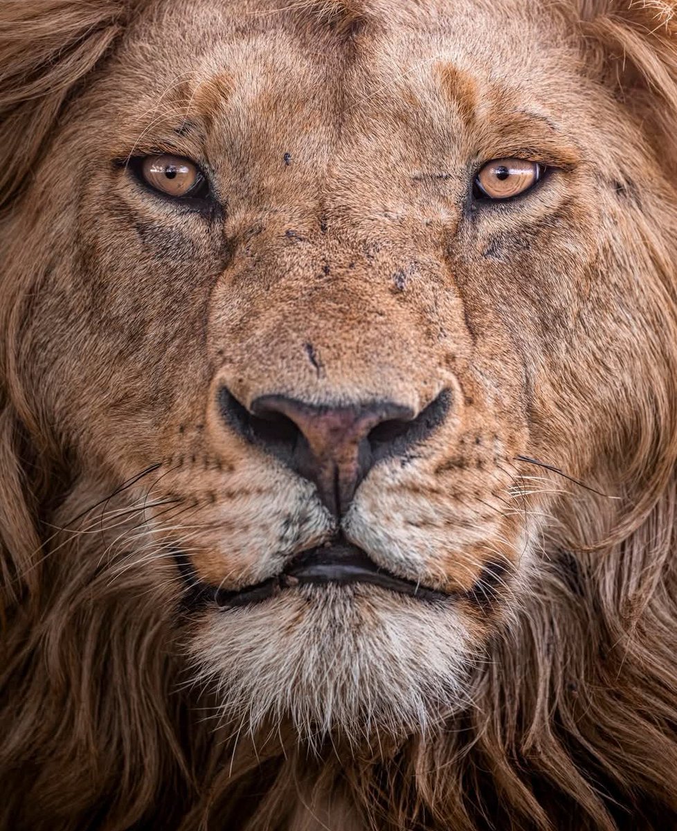 LIONLOVERS5's tweet image. Stunning boy!!
Nzuri 🔥
1/7 Topi boys
#LoveLions
📸 Felix Rome governorscampcollection Instagram