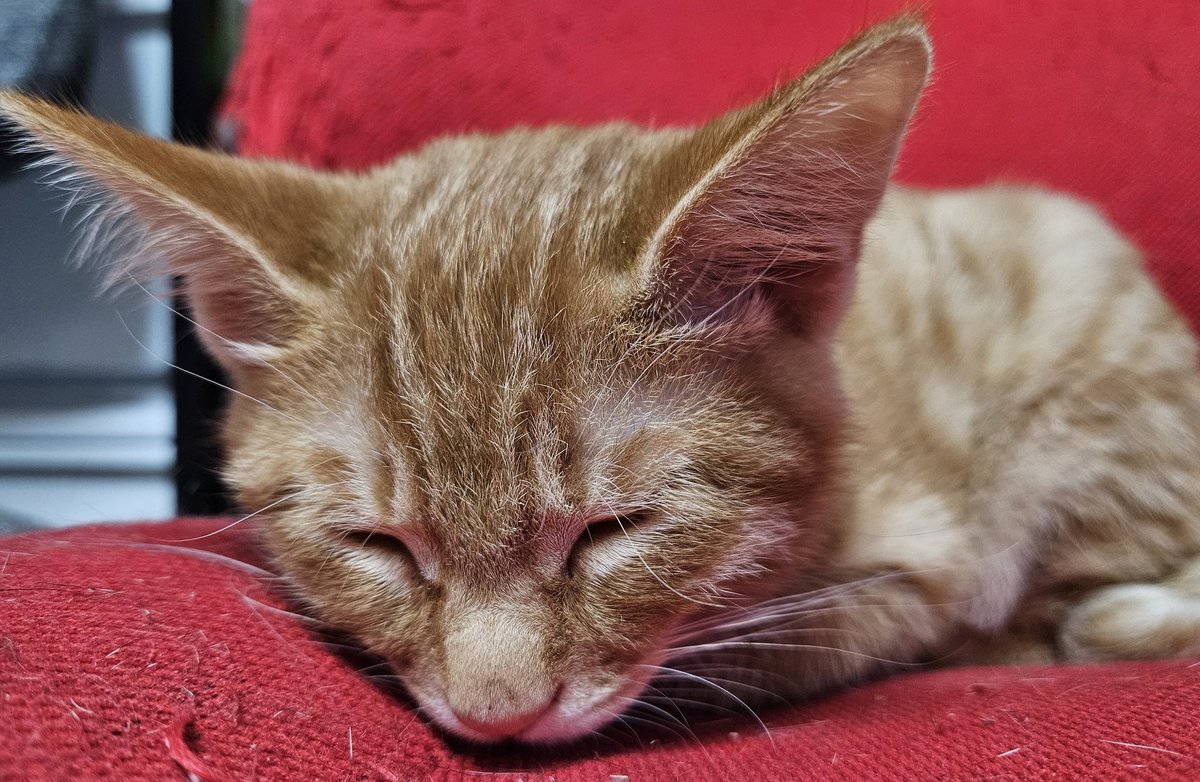 kft_qt's tweet image. みにゃさま
こんばんにゃ
マロン🌰ですฅ^•ω•^ฅ

21時53分現在
ちょっと 寝んね中😴です😹

 #保護猫を家族に