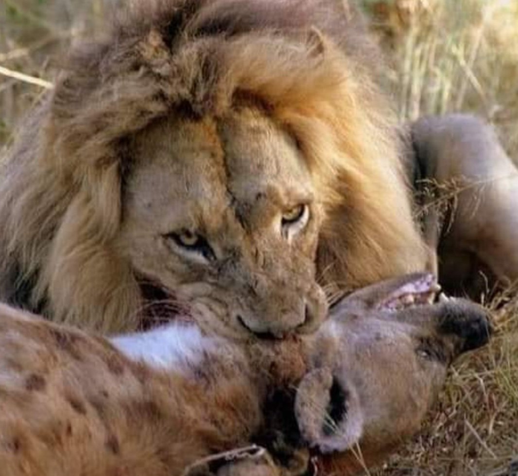 CryptoBULLiever's tweet image. I AM THE LION. YOU'RE THE PREY.
I fuckin hate how disrespectful
some people are. Invite them
into my circle just to get 🔥ed.
But that's fine. Somewhere in
this world there is a woman
that will understand me and
go out of her way to not do
things to piss me off. And
if there…