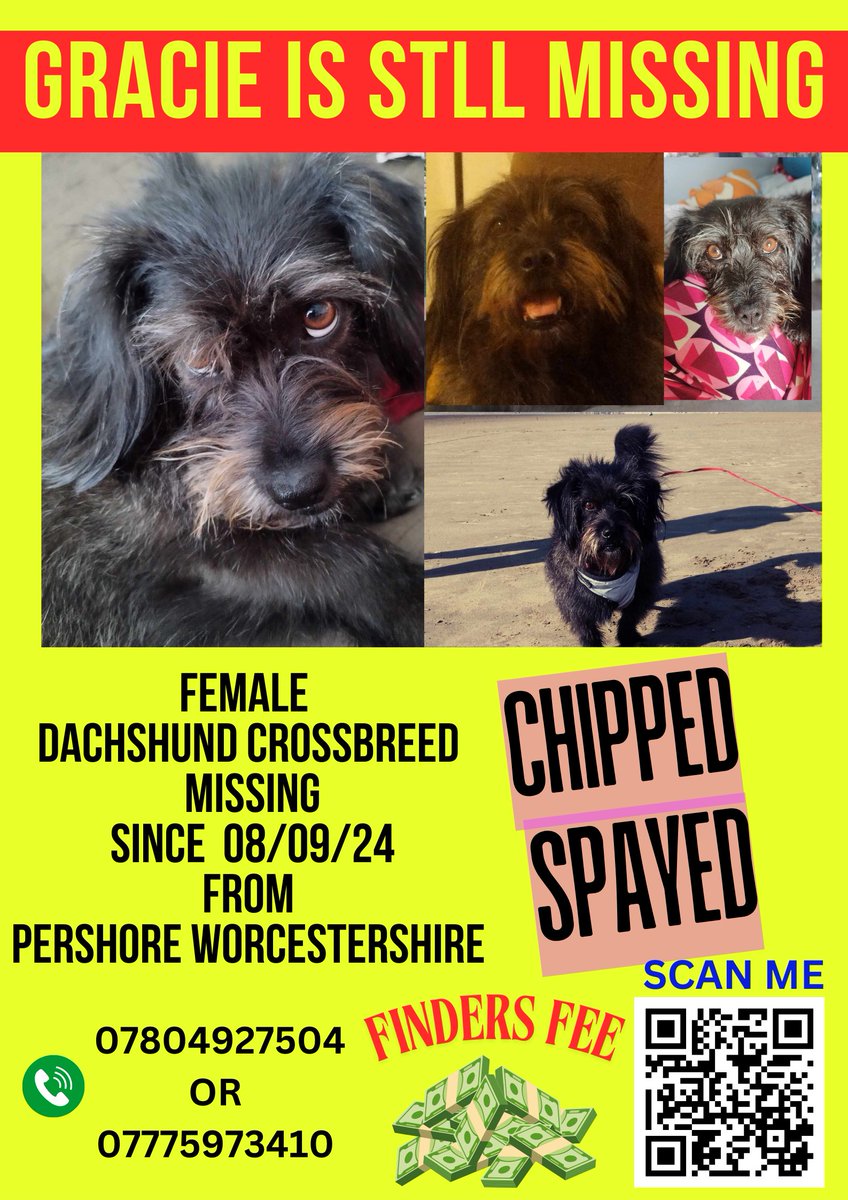 Gracie has been #missing 10 months now :( 
Why has there not been any confirmed sighting?

Why hasn't she been scanned? Do you know where Gracie is?
Lost #Pershore #WR10 area #bringgraciehome <a href="/michael51024571/">michael</a>